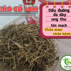 Mua bán giảo cổ lam tại TP.HCM uy tín chất lượng tốt nhất