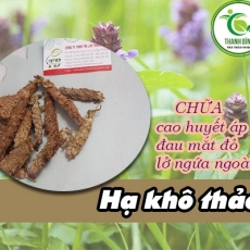 Mua bán hạ khô thảo ở quận Phú Nhuận trị cao huyết áp hiệu quả nhất
