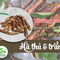 Mua bán hà thủ ô trắng tại TP.HCM uy tín chất lượng tốt nhất
