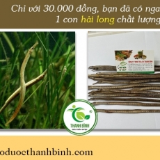 Mua bán hải long ở quận Thủ Đức có tác dụng đẩy lùi sự rối loạn cương dương hiệu quả nhất