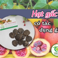 Mua bán hạt gấc tại TP.HCM uy tín chất lượng tốt nhất