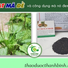 Mua bán hạt mã đề tại quận 10 có tác dụng lợi tiểu hiệu quả