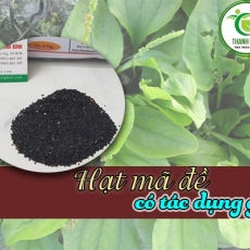 Mua bán hạt mã đề tại TP.HCM uy tín chất lượng tốt nhất