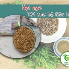 Mua bán hạt ngò tại TP.HCM uy tín chất lượng tốt nhất