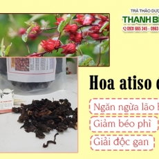 Mua bán hoa atiso đỏ tại quận 10 có tác dụng giảm tình trạng béo phì hiệu quả