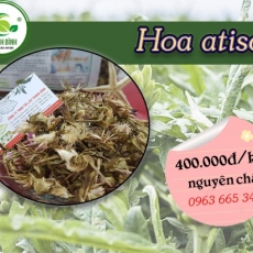 Mua bán hoa atiso tại TP.HCM uy tín chất lượng tốt nhất