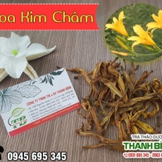 Mua bán hoa kim châm tại quận 6 có tác dụng giúp giảm sốt hiệu quả tốt nhất
