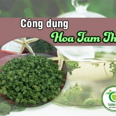 Mua bán hoa tam thất tại TP.HCM uy tín chất lượng tốt nhất