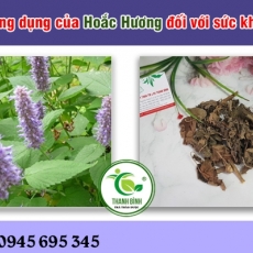 Mua bán hoắc hương tại TP.HCM uy tín chất lượng tốt nhất