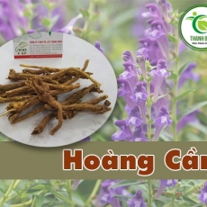 Mua bán hoàng cầm tại quận 8 có tác dụng hạ sốt hiệu quả