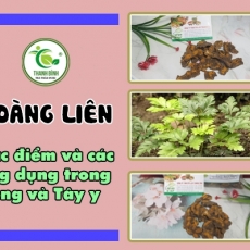 Mua bán hoàng liên ở huyện Hóc Môn có công dụng giúp an thần an toàn nhất