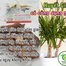 Mua bán huyết giác ở huyện Củ Chi hỗ trợ kháng khuẩn an toàn nhất