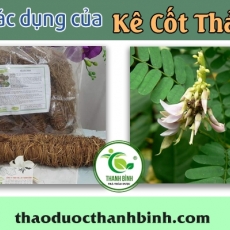 Mua bán kê cốt thảo ở huyện Cần Giờ có tác dụng giúp mát gan tốt nhất