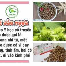 Mua bán ké đầu ngựa ở quận Thủ Đức có tác dụng hạ đường huyết an toàn hiệu quả