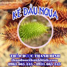 Mua bán ké đầu ngựa tại Điện Biên giúp điều trị phong thấp đau khớp hiệu quả