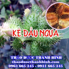 Mua bán ké đầu ngựa tại Điện Biên uy tín chất lượng nhất