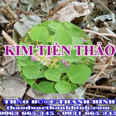 Mua bán kim tiền thảo tại Bà Rịa - Vũng Tàu giúp lợi tiểu hiệu quả