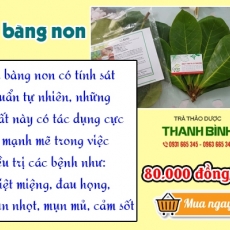Mua bán lá bàng non tại quận 6 có tác dụng giúp sát khuẩn vết thương tốt nhất
