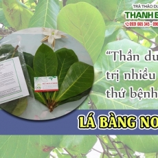Mua bán lá bàng non tại TP.HCM uy tín chất lượng tốt nhất