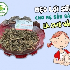 Mua bán lá chè vằng ở quận Thủ Đức có tác dụng lợi sữa an toàn hiệu quả nhất