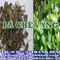 Mua bán lá chè vằng tại An Giang giúp lợi sữa giảm cân hiệu quả