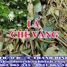 Mua bán lá chè vằng tại An Giang uy tín chất lượng nhất