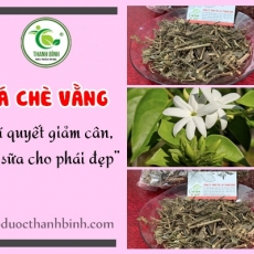 Mua bán lá chè vằng tại TP.HCM uy tín chất lượng tốt nhất