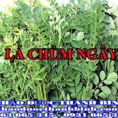 Mua bán lá chùm ngây tại Bà Rịa - Vũng Tàu giúp phòng ngừa sỏi thận sỏi bàng quang hiệu quả