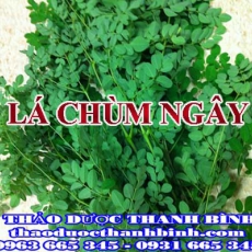 Mua bán lá chùm ngây tại Bà Rịa - Vũng Tàu uy tín chất lượng nhất