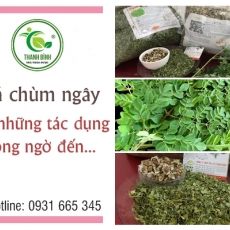 Mua bán lá chùm ngây tại quận 11 giúp trị hen suyễn an toàn hiệu quả