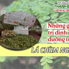 Mua bán lá chùm ngây tại TP.HCM uy tín chất lượng tốt nhất