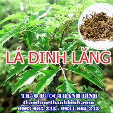 Mua bán lá đinh lăng tại Cà Mau uy tín chất lượng nhất
