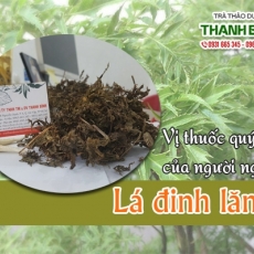 Mua bán lá đinh lăng tại TP.HCM uy tín chất lượng tốt nhất