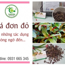 Mua bán lá đơn đỏ tại quận 12 có tác dụng điều trị mẩn ngứa uy tín