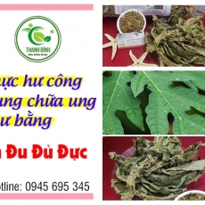 Mua bán lá đu đủ đực ở quận Bình Thạnh có tác dụng trị ung thư vú hiệu quả tốt nhất
