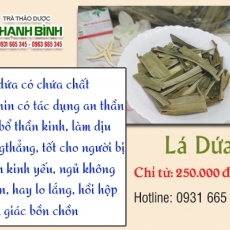 Mua bán lá dứa tại TP.HCM uy tín chất lượng tốt nhất