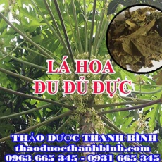 Mua bán lá hoa đu đủ đực tại Bình Định uy tín chất lượng nhất