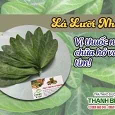 Mua bán lá lưỡi nhân tại TP.HCM uy tín chất lượng tốt nhất