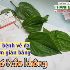 Mua bán lá trầu không tại quận 4 giúp điều trị táo bón uy tín nhất