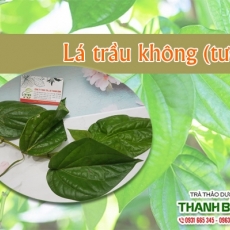 Mua bán lá trầu không tại TP.HCM uy tín chất lượng tốt nhất