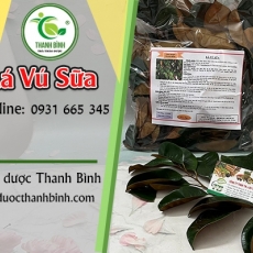 Mua bán lá vú sữa tại quận 4 giúp điều trị tiểu đường uy tín nhất