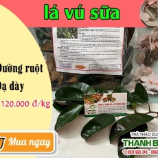 Mua bán lá vú sữa tại TP.HCM uy tín chất lượng tốt nhất