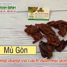 Mua bán mủ gòn tại TP.HCM uy tín chất lượng tốt nhất