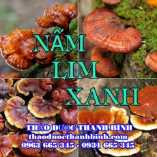 Mua bán nấm lim xanh tại Cao Bằng giúp bảo vệ gan thải độc hiệu quả