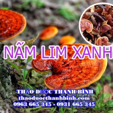 Mua bán nấm lim xanh tại Cao Bắng uy tín chất lượng nhất