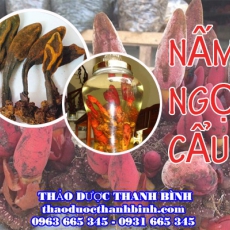 Mua bán nấm ngọc cẩu tại Cần Thơ giúp tăng cường sinh lý bổ thận hiệu quả