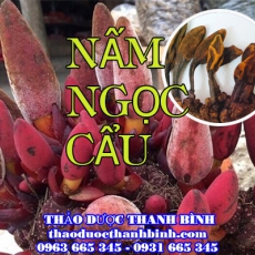 Mua bán nấm ngọc cẩu tại Cần Thơ uy tín chất lượng nhất
