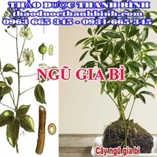 Mua bán ngũ gia bì tại Bắc Ninh giúp giảm cơn ho suyễn cầm ho hiệu quả