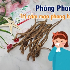 Mua bán phòng phong ở quận Bình Thạnh có tác dụng trị đau nửa đầu hiệu quả tốt nhất
