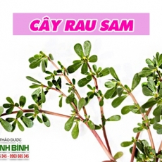 Mua bán rau sam tại TP.HCM uy tín chất lượng tốt nhất